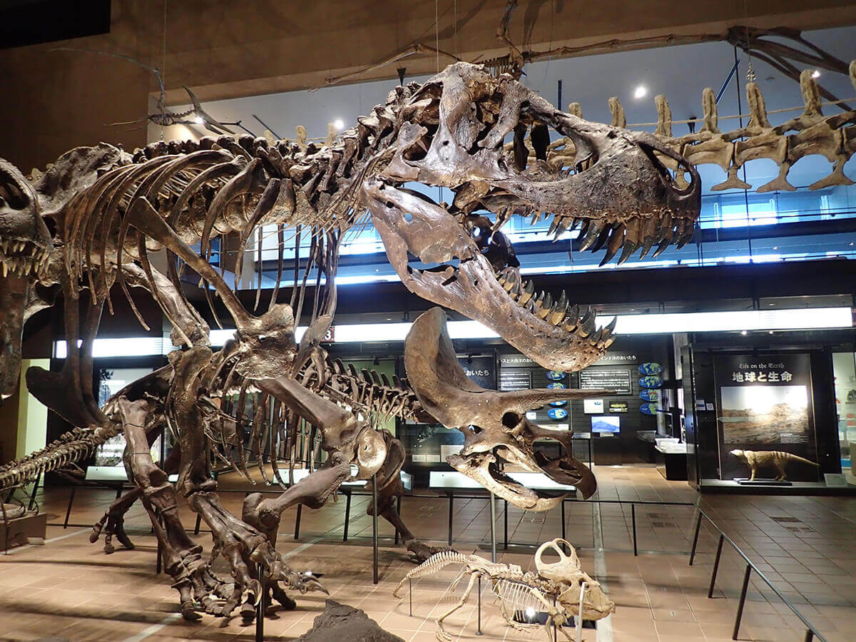ティラノサウルス（レプリカ）の画像